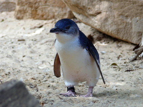 Granite Island Nature Park - Guided Penguin Tours - Foster Accommodation 0