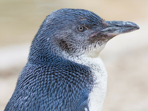 Granite Island Nature Park - Guided Penguin Tours - Foster Accommodation 1