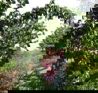 Harben Vale Pick Your Own Cherries - Foster Accommodation