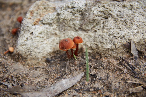Moorooduc Quarry Walk & Stairs Circuit - Foster Accommodation 0