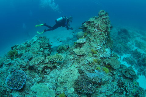 Second Reef Dive Site - Foster Accommodation 1