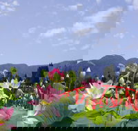 Blue Lotus Water Garden - Foster Accommodation
