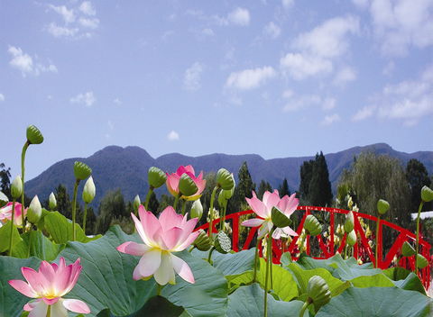 Blue Lotus Water Garden - Foster Accommodation 0