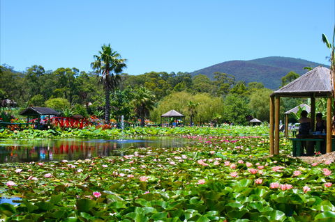 Blue Lotus Water Garden - Foster Accommodation 1