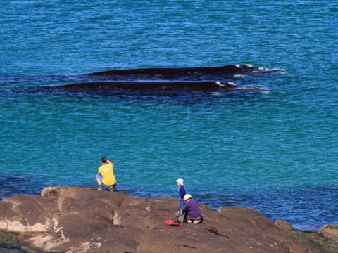 Broulee Island Nature Reserve Walk - Foster Accommodation 1