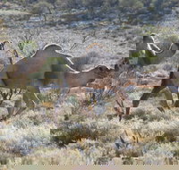 Canning Stock Route - Foster Accommodation