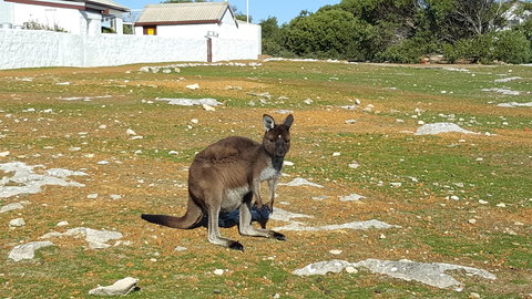 Cape Borda Lightstation - Flinders Chase National Park - Foster Accommodation 0
