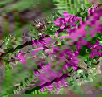 Cassinia Walking Track - Foster Accommodation