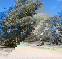 Giant Gum Tree - Foster Accommodation