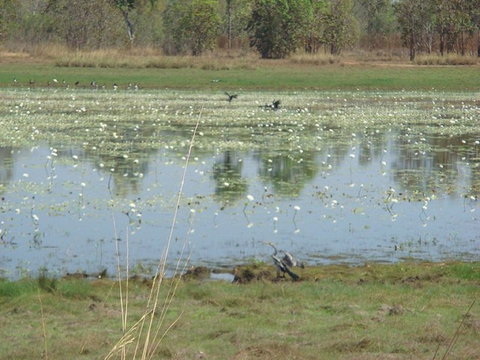 Leaning Tree Lagoon Nature Park - Foster Accommodation 0