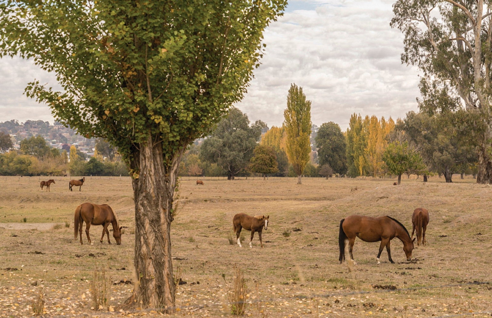 Lemington NSW Foster Accommodation