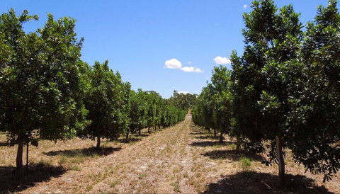 MacNuts WA Shop And Factory - Foster Accommodation 0