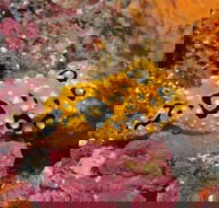 Magic Mountain Dive Site - Foster Accommodation