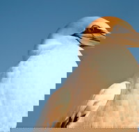 Port Phillip Heads Marine National Park - Foster Accommodation