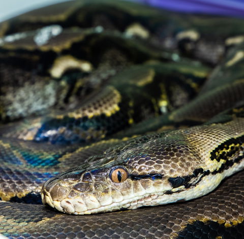 Serpentarium Wildlife Park Tasmania - Foster Accommodation 1
