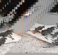 The Patriarch Wildlife Sanctuary - Foster Accommodation