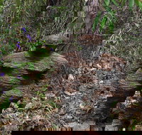 Understory Art In Nature - Foster Accommodation