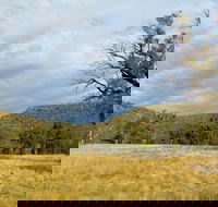 Weddin Mountains National Park - Foster Accommodation