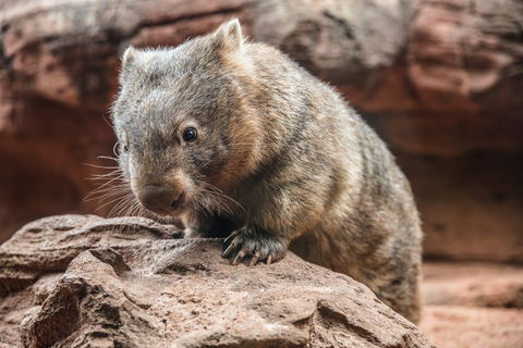 Wild Life Sydney Zoo - Foster Accommodation 2