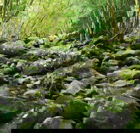 Wodi Wodi Walking Track - Foster Accommodation