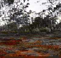 Woylie Walk Dryandra Woodland - Foster Accommodation