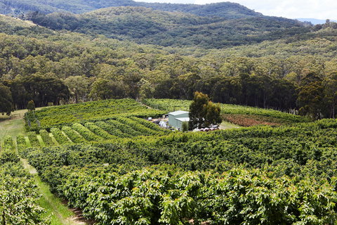 Yarra Valley Cherries - Foster Accommodation 2