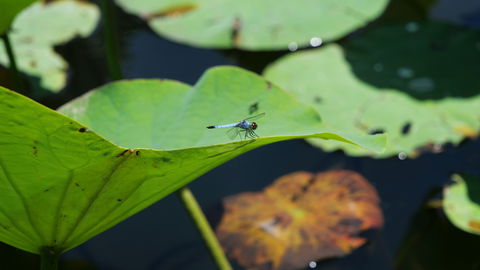 Anderson Park Botanic Gardens - Foster Accommodation 1