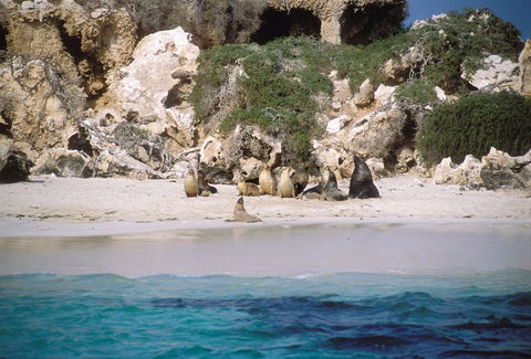 Australian Sea Lions - Foster Accommodation 0