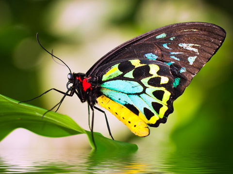 Australian Butterfly Sanctuary - Foster Accommodation 1