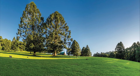 Bunya Mountains National Park - Foster Accommodation 0