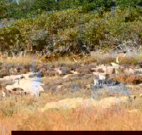 Cape Keraudren Nature Reserve - Foster Accommodation