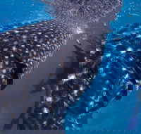 Coastal Water Dive - Foster Accommodation