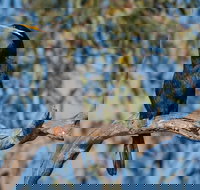 Greenough River Nature Trail - Foster Accommodation