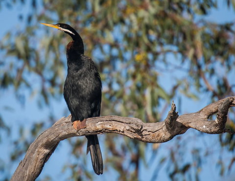 Greenough River Nature Trail - Foster Accommodation 0