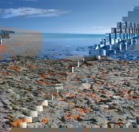 Hamelin Pool Stromatolites - Foster Accommodation