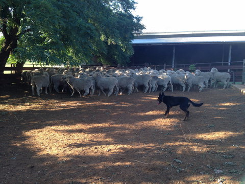 Kuriong Sheep Station - Foster Accommodation 1