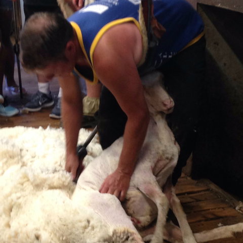 Kuriong Sheep Station - Foster Accommodation 2