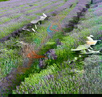 Lavandula Swiss Italian Farm - Foster Accommodation