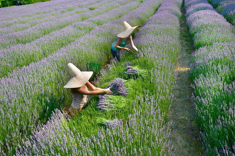 Lavandula Swiss Italian Farm - Foster Accommodation 0