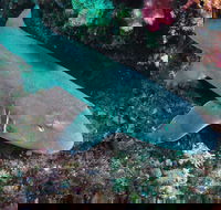 Middle Reef Dive Site - Foster Accommodation