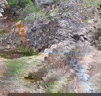 Mill-bullah Walking Track - Foster Accommodation