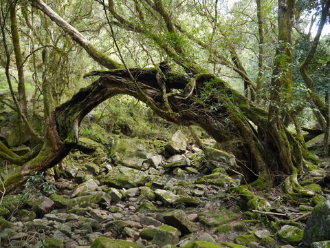 Mitchell River Walking Track - Foster Accommodation 0