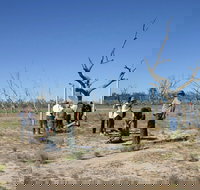 Sturt's tree walk - Foster Accommodation