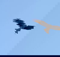 Yanga Lake Red Gum Bird Hide - Foster Accommodation