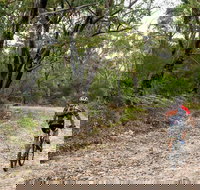 Cawleys Road trail - Foster Accommodation