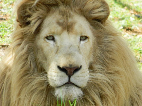 Darling Downs Zoo - Foster Accommodation 0