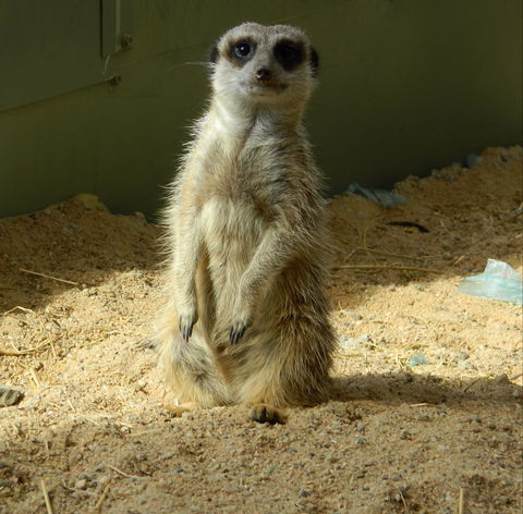 Darling Downs Zoo - Foster Accommodation 1