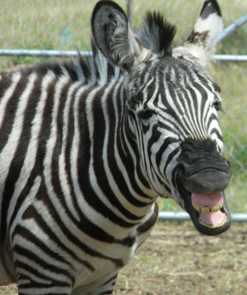 Darling Downs Zoo - Foster Accommodation 2