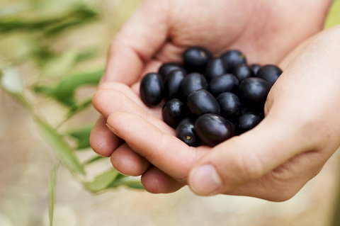Eat, Pick, Grow Trail - Wanneroo And Chittering - Foster Accommodation 0