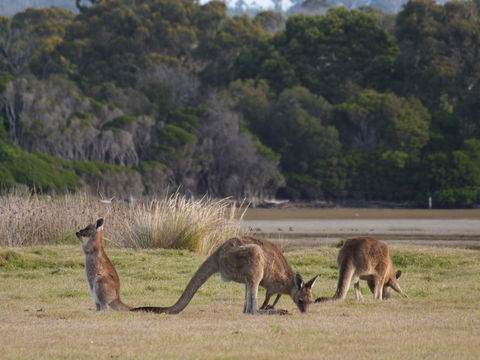 Great Nature Trail - Foster Accommodation 0